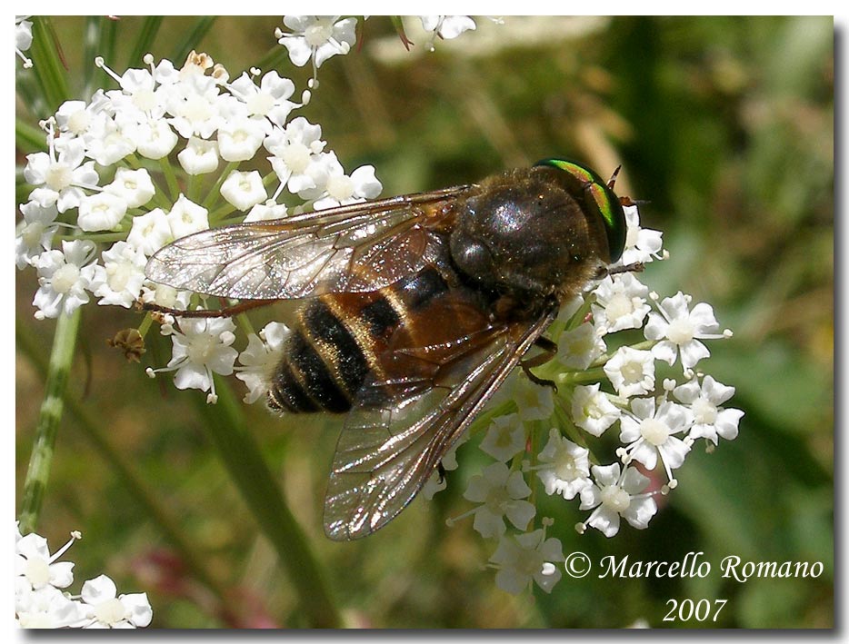 Alpi Marittime: 23. Philipomyia aprica (Tabanidae)